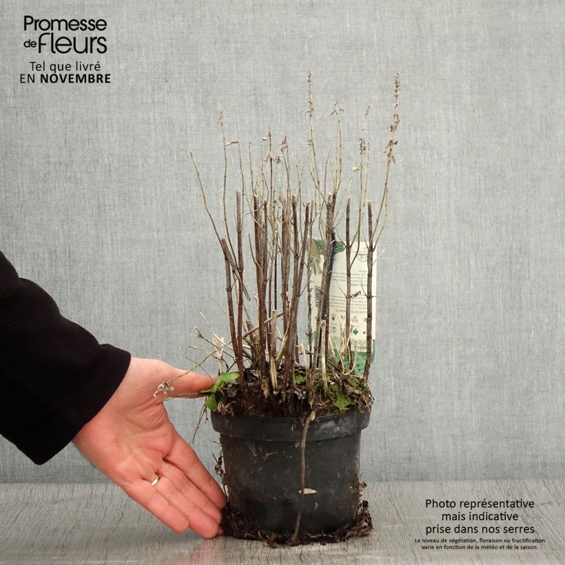 Example of Menthe asiatique - Mentha asiatica asian Pot de 1,5L/2L as you get in automne