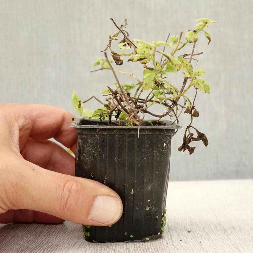 Example of Menthe banane BIO - Mentha arvensis Banana Godet de 8/9 cm as you get in automne