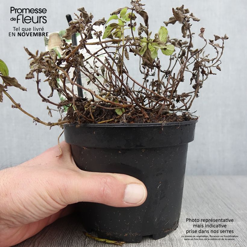 Example of Menthe banane - Mentha arvensis Banana  Pot de 1,5L/2L as you get in automne
