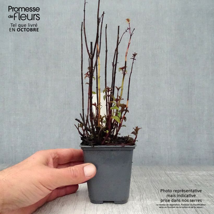 Example of Menthe Bergamote - Mentha citrata Bergamote Godet de 8/9 cm as you get in automne