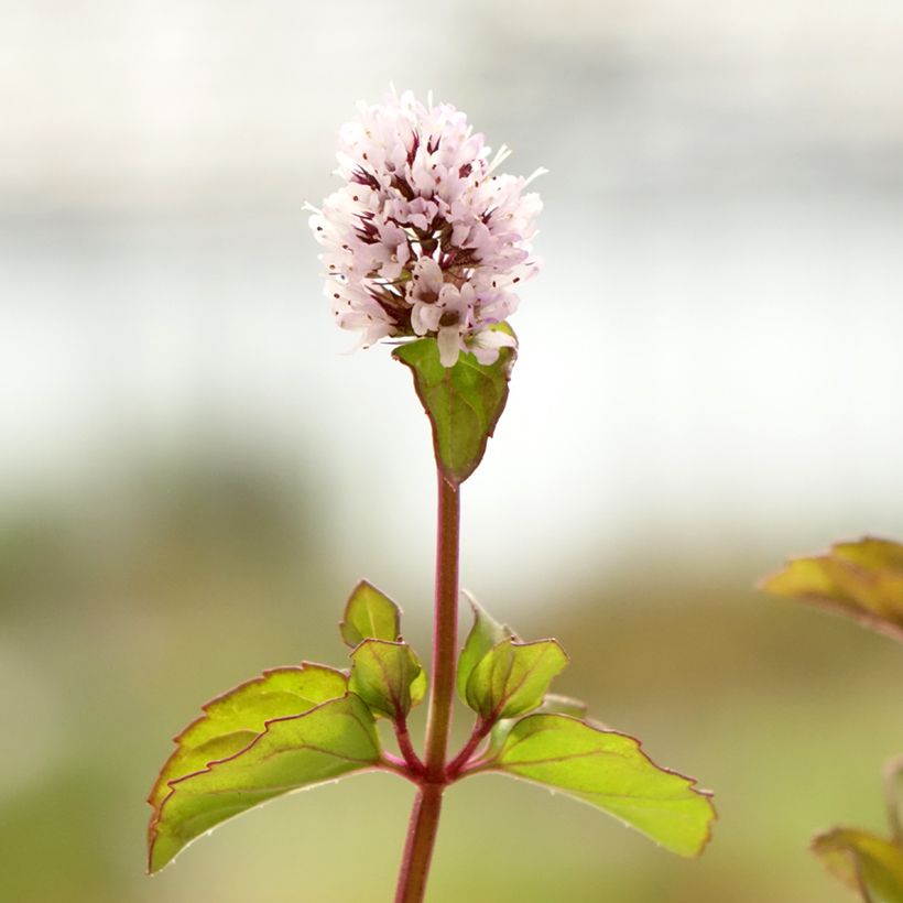 Menthe Chartreuse BIO - Mentha piperita Chartreuse (Flowering)