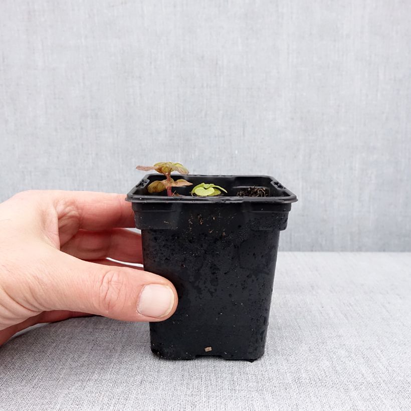 Example of Menthe Chartreuse BIO - Mentha piperita Chartreuse Godet de 8/9 cm as you get in hiver