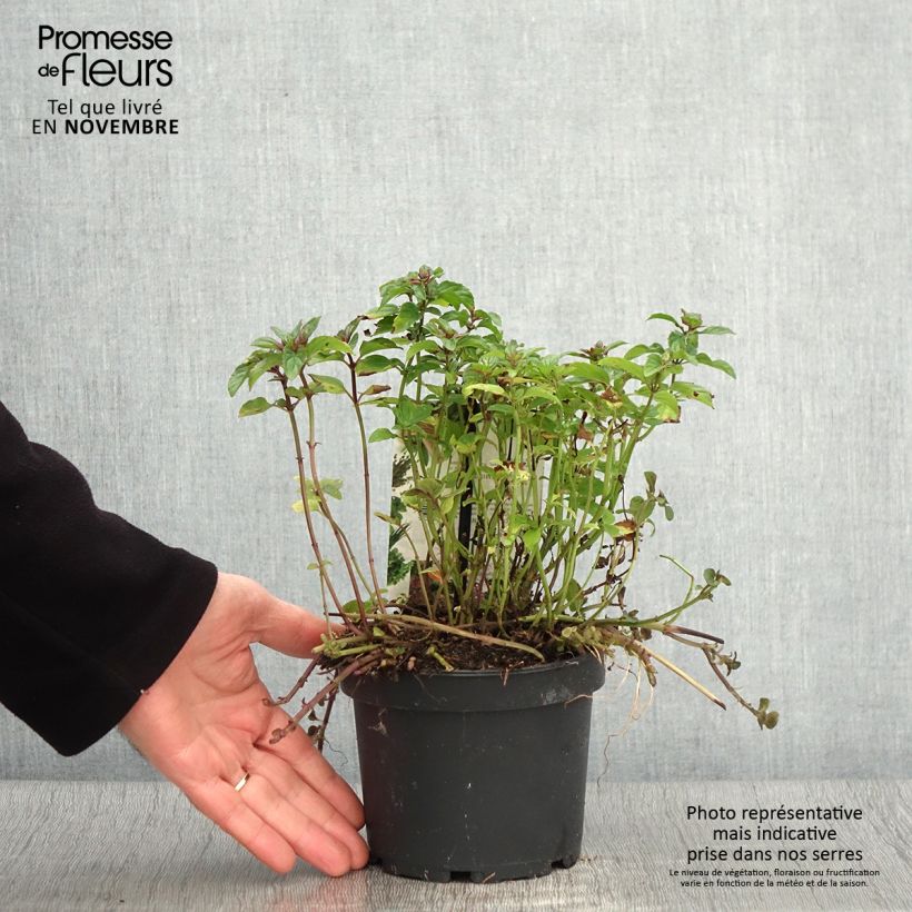 Example of Menthe chocolat - Mentha x piperita schocominze Pot de 1,5L/2L as you get in automne