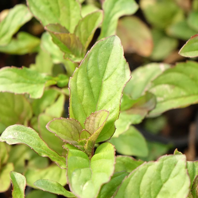 Menthe Citron - Mentha citrata (Foliage)