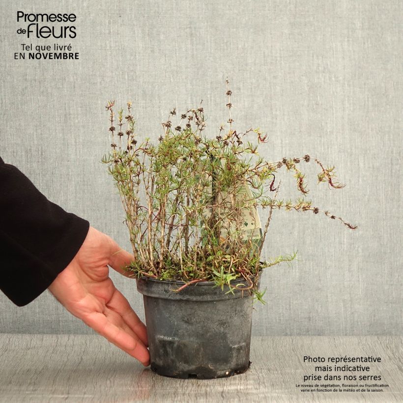 Example of Menthe des Cerfs - Mentha cervina Pot de 1,5L/2L as you get in automne