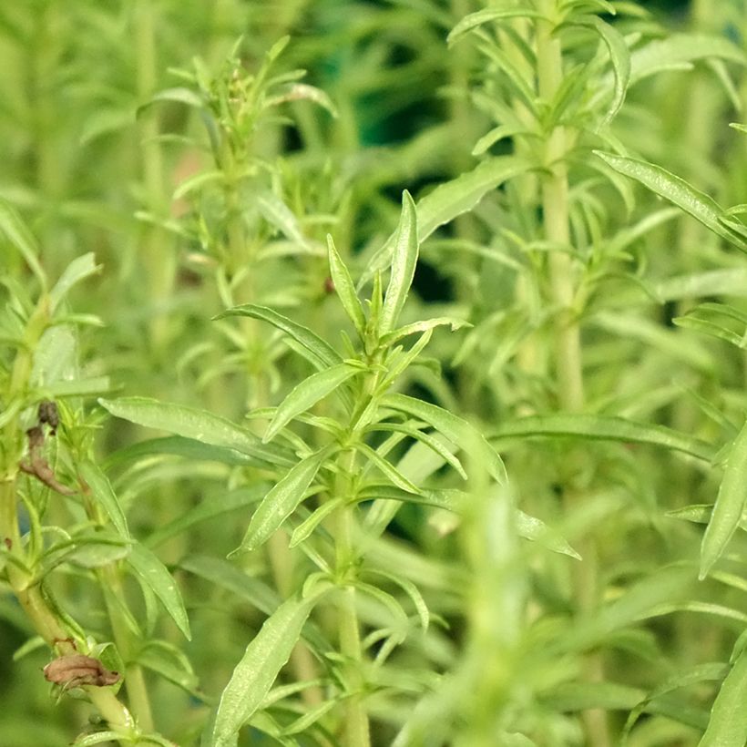 Menthe des cerfs - Mentha ou Preslia cervina Alba (Foliage)