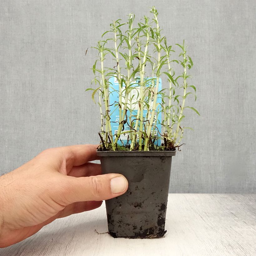 Example of Menthe des cerfs - Mentha ou Preslia cervina Alba Godet de 8/9 cm as you get in ete