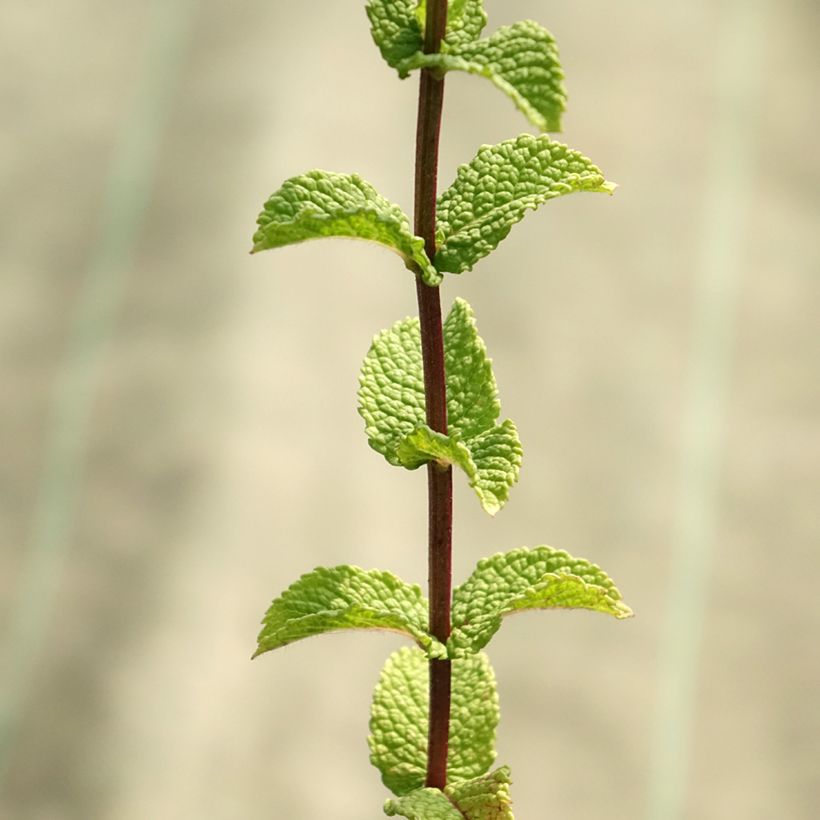 Menthe espagnole en plants BIO (Foliage)