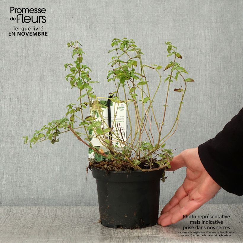 Example of Menthe Fraise - Mentha spicata Strawberry Pot de 1,5L/2L as you get in automne
