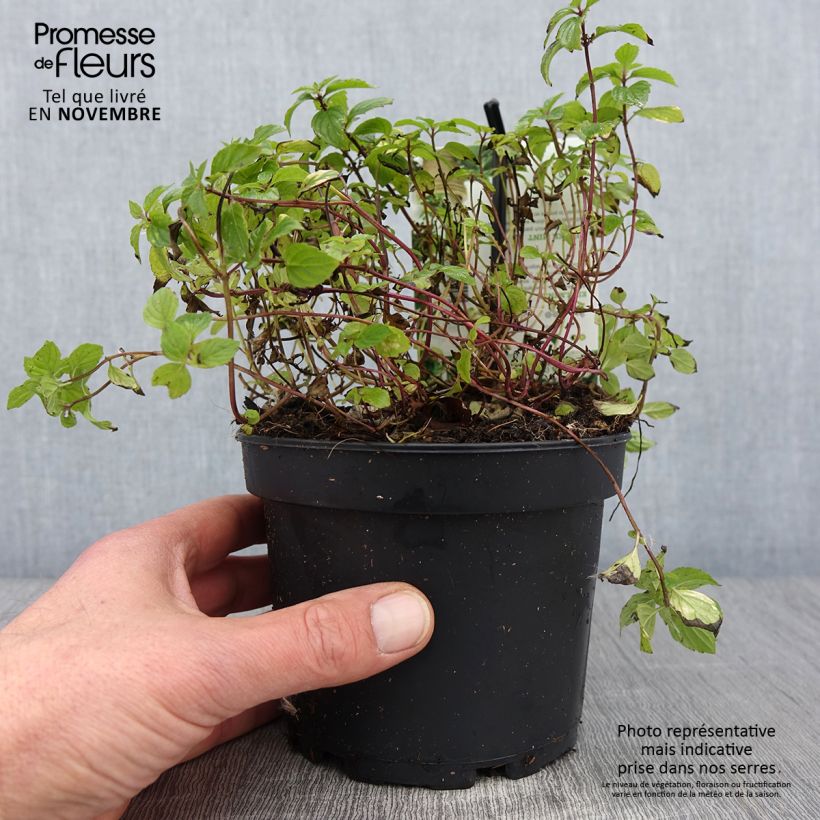 Example of Menthe Gingembre - Mentha piperita Ginger Pot de 1,5L/2L as you get in automne