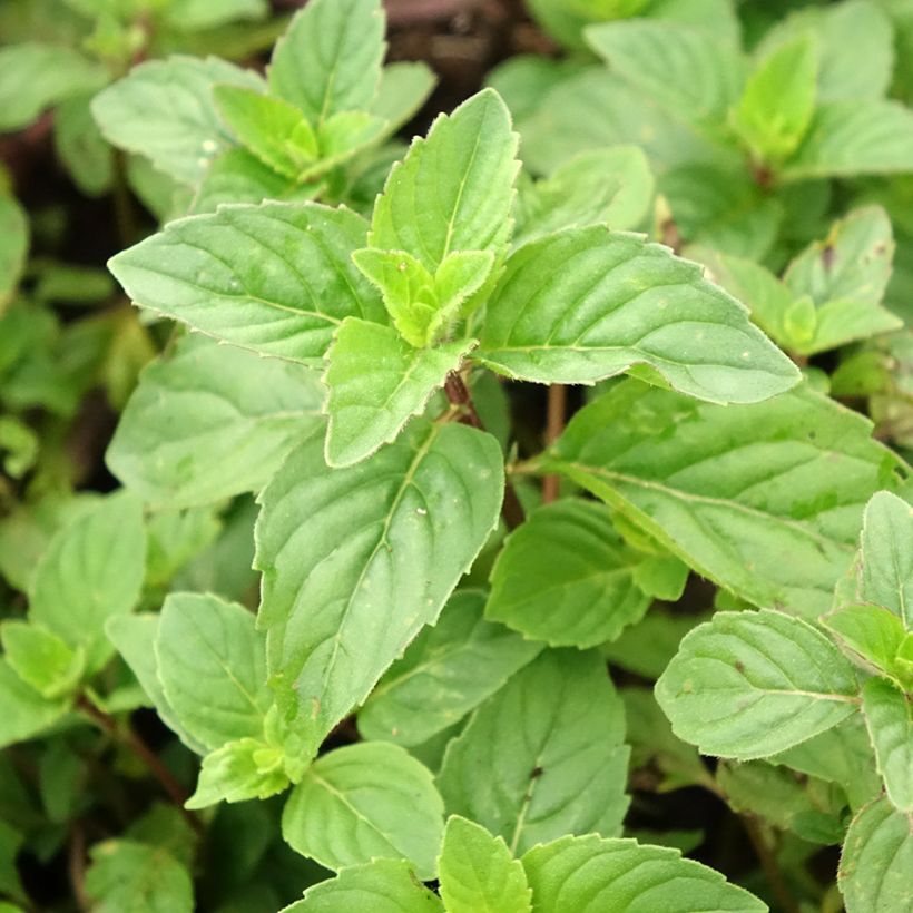Menthe Gingembre - Mentha piperita Ginger (Foliage)