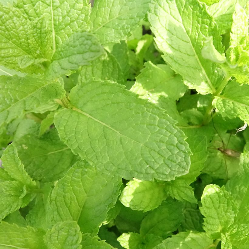 Menthe marocaine en plant BIO (Foliage)