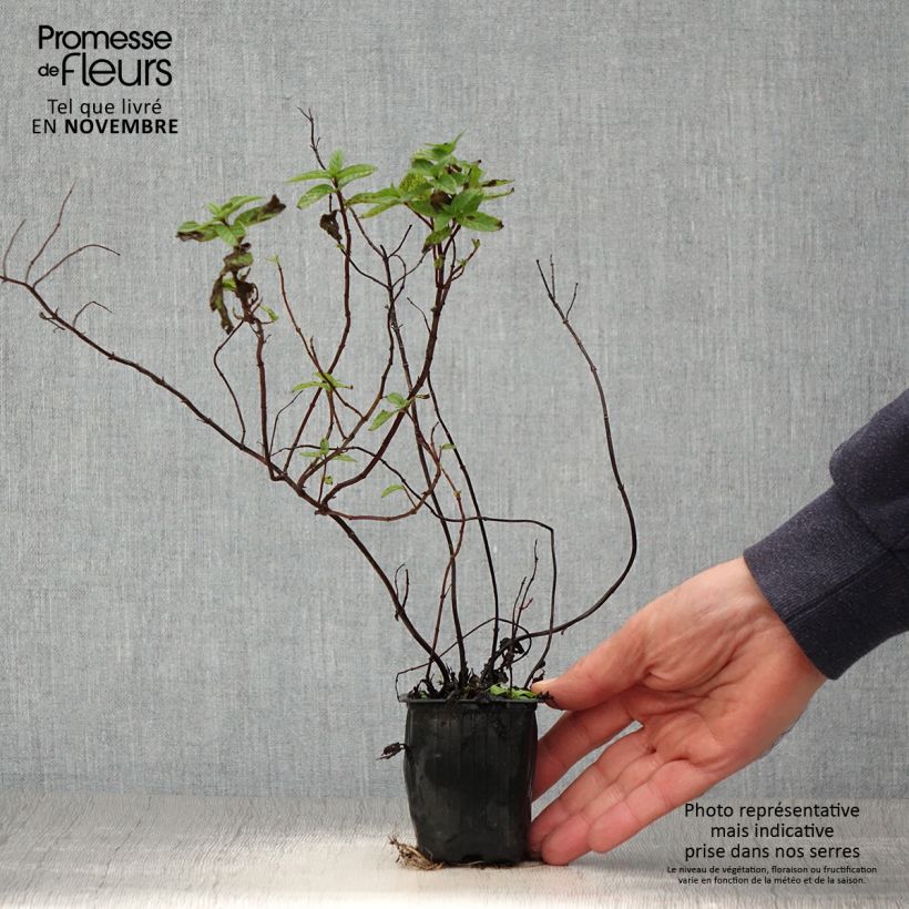 Example of Menthe - Mentha spicata Wintergreen BIO Godet de 8/9 cm as you get in automne