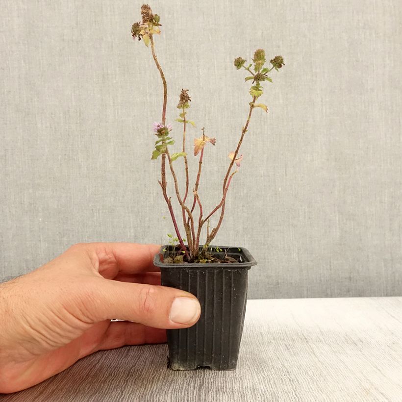 Example of Menthe Pamplemousse BIO - Mentha citrata Grapefruit  Godet de 7/8 cm as you get in automne
