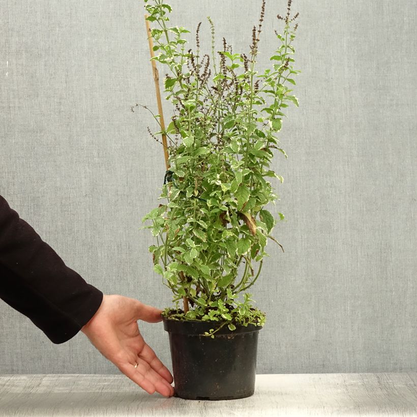 Example of Menthe panachée - Mentha suaveolens Variegata Pot de 2L/3L as you get in automne