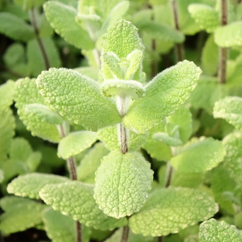 Menthe pomme (Foliage)