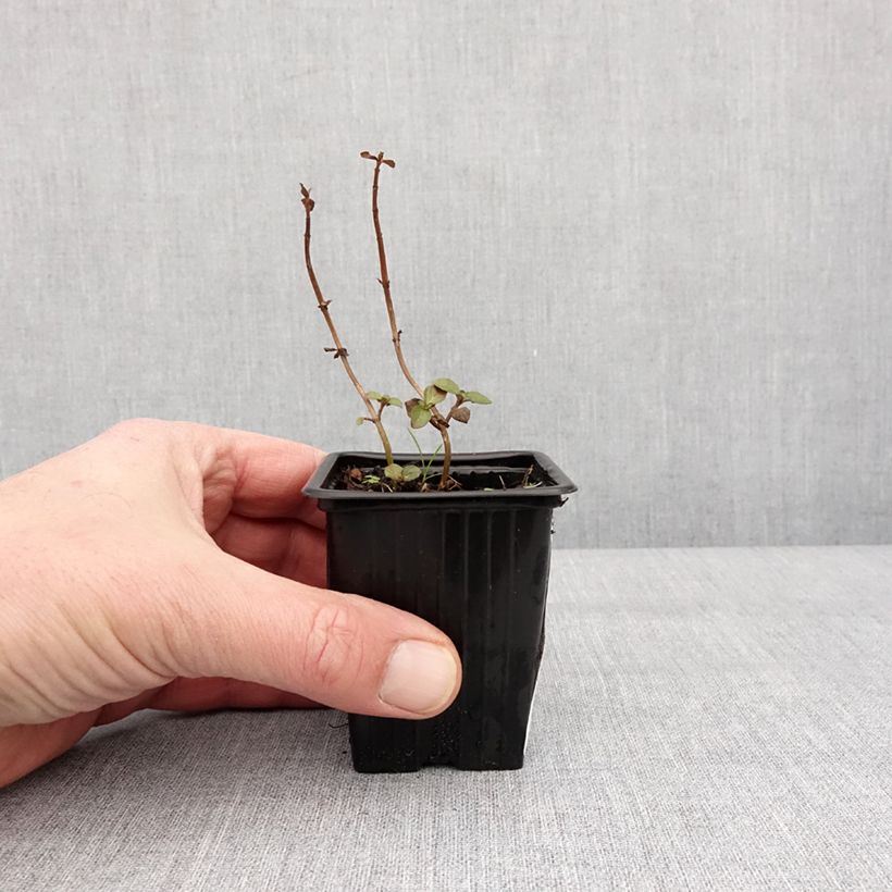 Example of Menthe Romana Rossa BIO - Mentha piperita Godet de 8/9 cm as you get in hiver