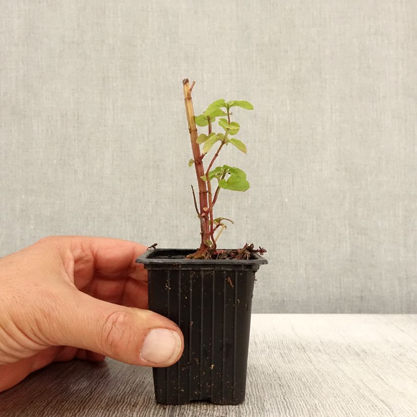 Example of Menthe rotundifolia BIO Godet de 8/9 cm as you get in automne