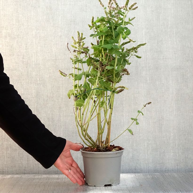 Example of Menthe suave BIO - Mentha suaveolens Pot de 2L/3L as you get in automne