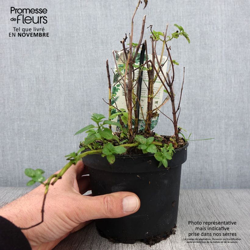 Example of Menthe suisse - Mentha x piperita Swiss Pot de 1,5L/2L as you get in automne
