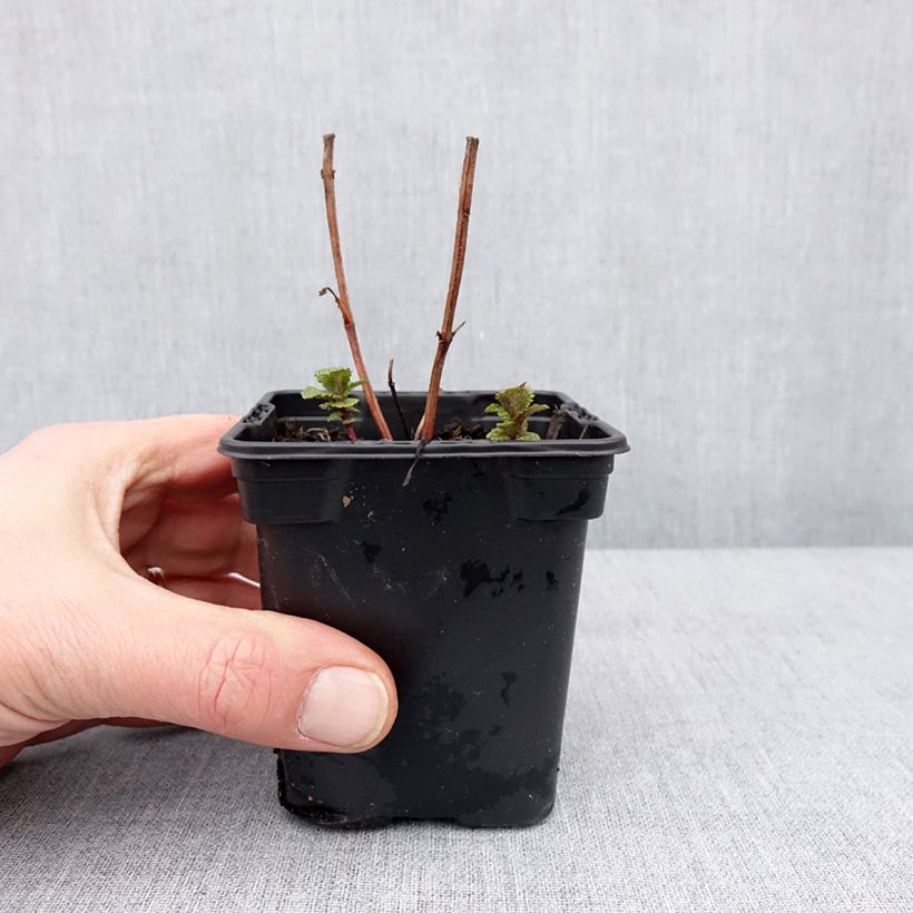Example of Menthe Tashkent - Mentha spicata BIO Godet de 8/9 cm as you get in hiver