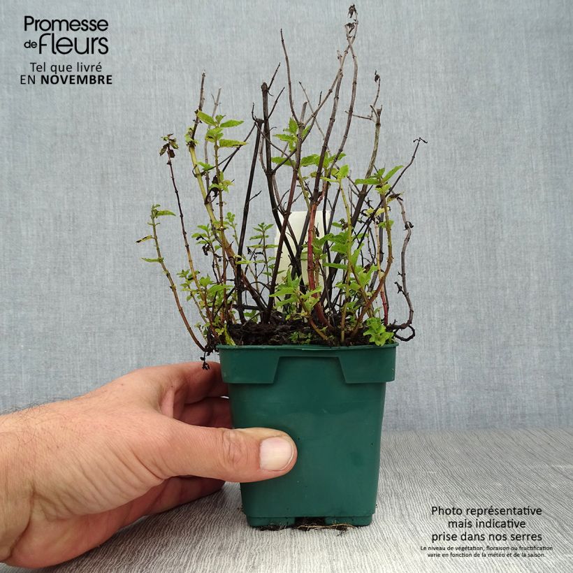 Example of Menthe verte Hollywood - Mentha spicata Pot de 10 cm/11cm as you get in automne