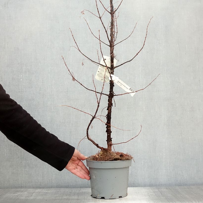 Example of Metasequoia glyptostroboides Amber Glow Pot de 2L/3L as you get in automne