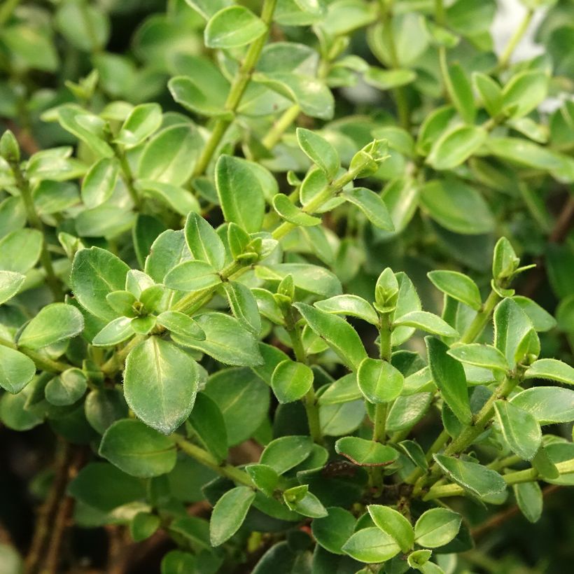 Metrosideros Ferris Wheel (Foliage)
