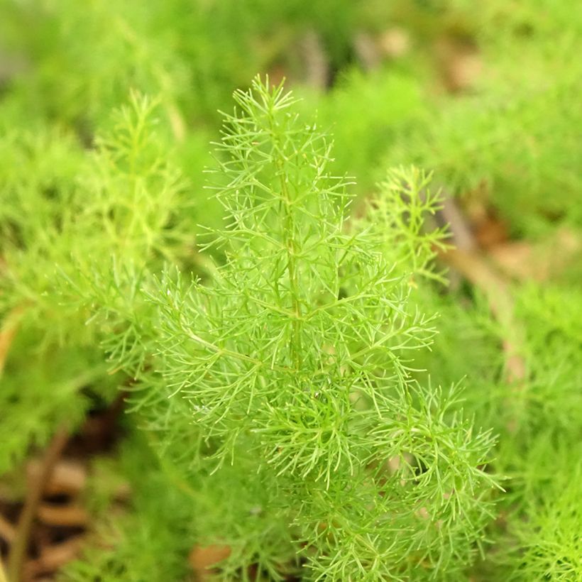 Meum athamanticum - Cerfeuil des Alpes (Foliage)