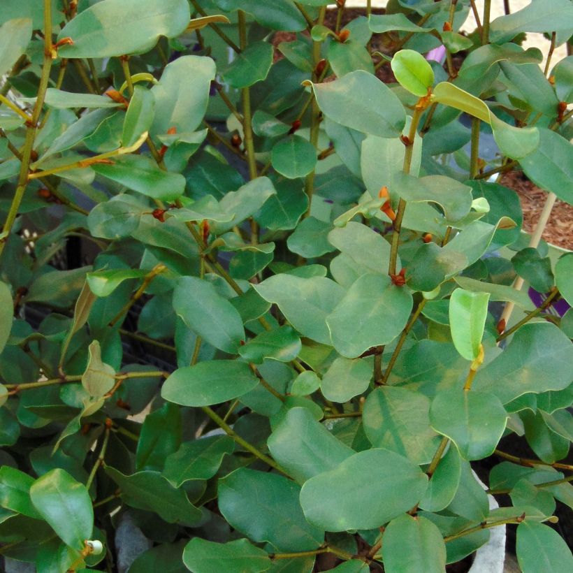 Michelia yunnanensis Gail's Favorite (Foliage)