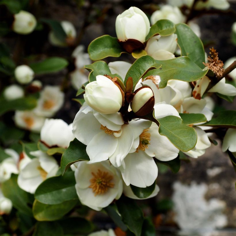 Michelia yunnanensis Gail's Favorite (Flowering)