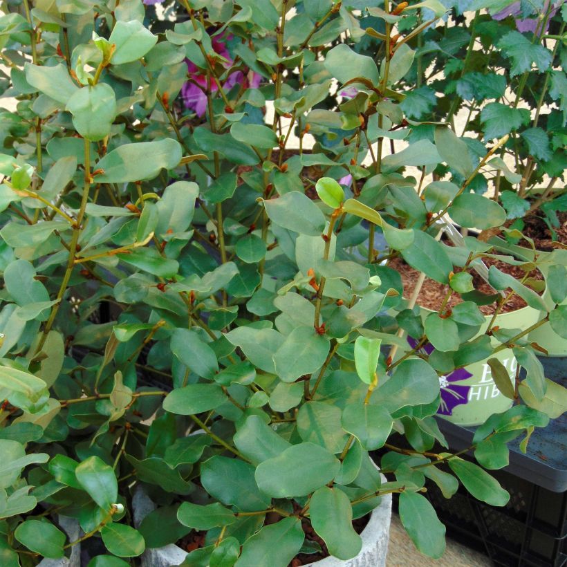 Michelia yunnanensis Gail's Favorite (Plant habit)