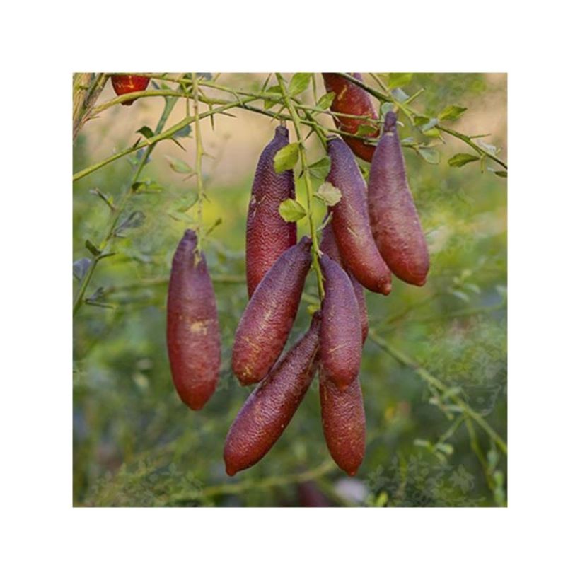 Citron caviar grains noirs (caviar vrai) - Microcitrus australasica (Harvest)