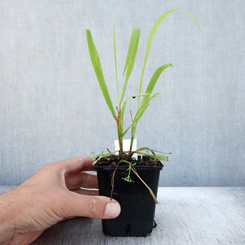 Example of Milium effusum Aureum Godet de 8/9 cm as you get in automne