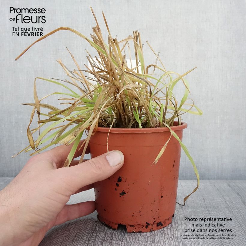 Example of Milium effusum Aureum Pot de 1L/1,5L as you get in hiver