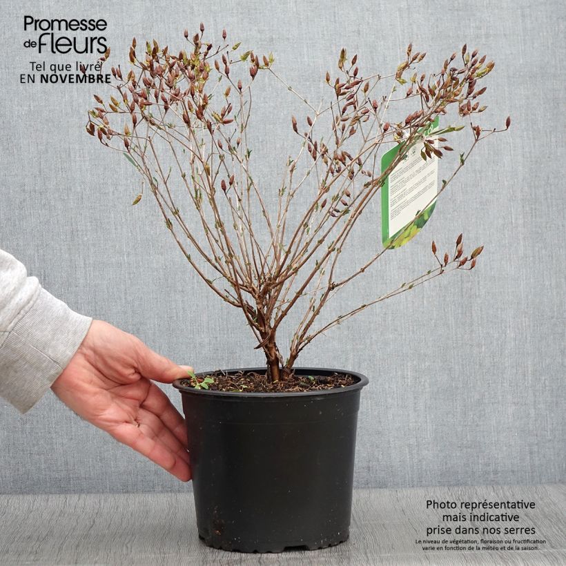 Example of Millepertuis de kalmian - Hypericum kalmianum Gemo Pot de 3L/4L as you get in automne