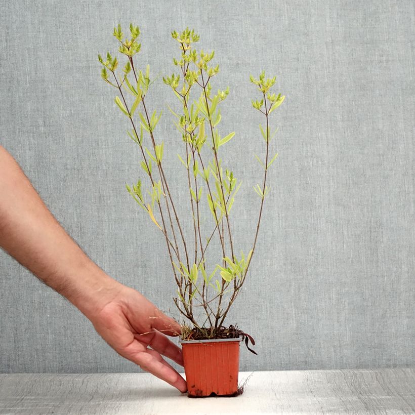 Example of Millepertuis - Hypericum densiflorum Buttercup Godet de 8/9 cm as you get in ete