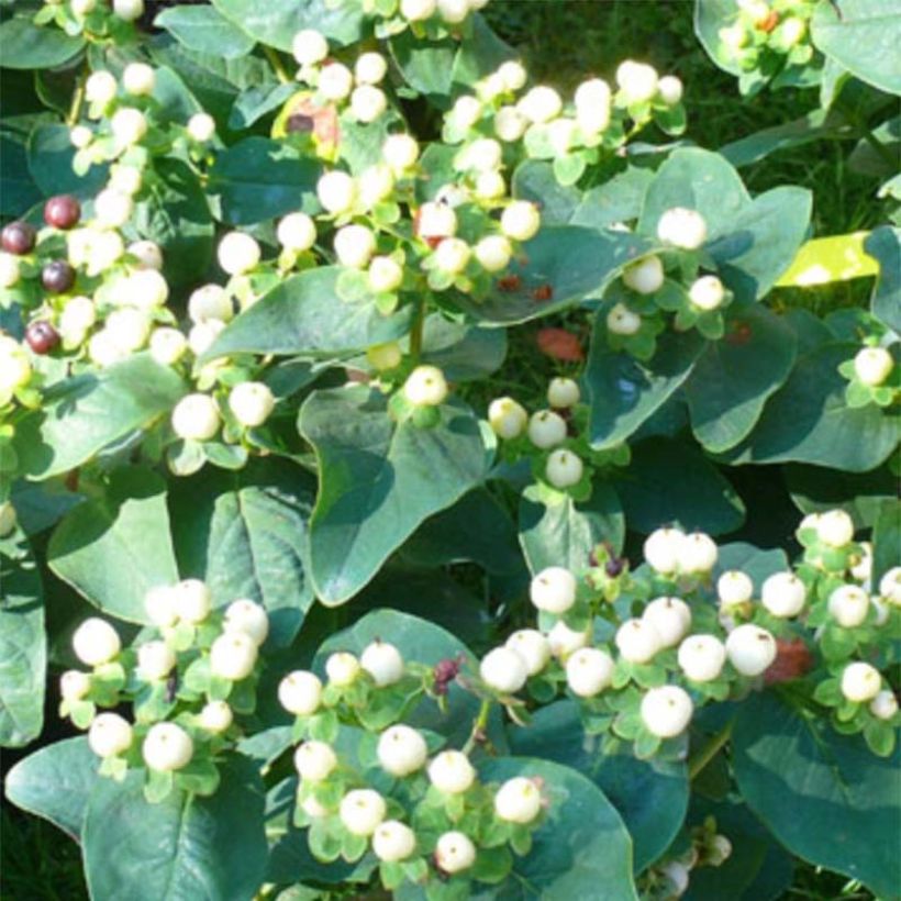 Millepertuis Magical White Kolmawhi - Hypericum (x) inodorum  (Flowering)