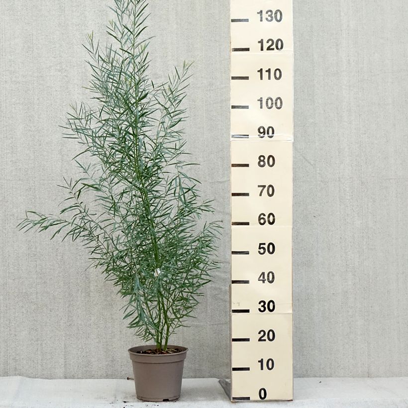 Example of Mimosa à feuilles de saule - Acacia iteaphylla Pot de 4L/5L as you get in automne