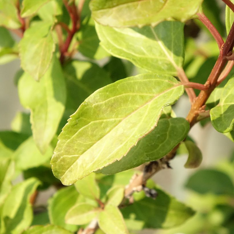 Mimosa de Paris - Forsythia x intermedia Mindor (Foliage)