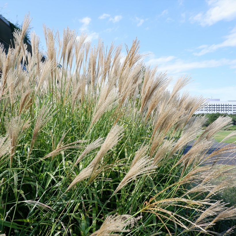 Miscanthus floridulus - Roseau de Chine, Eulalie gigantesque (Plant habit)