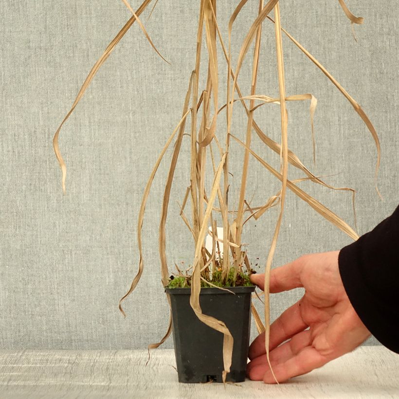 Example of Miscanthus floridulus - Roseau de Chine, Eulalie gigantesque Godet de 8/9 cm as you get in automne