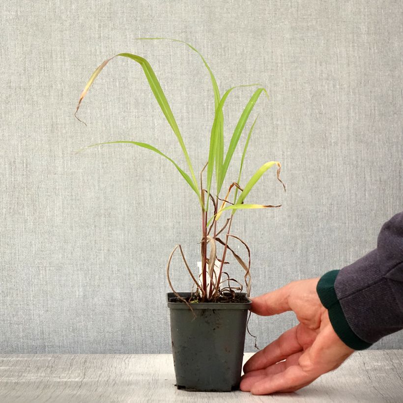Example of Miscanthus nepalensis - Miscanthus du Népal Godet de 8/9 cm as you get in automne