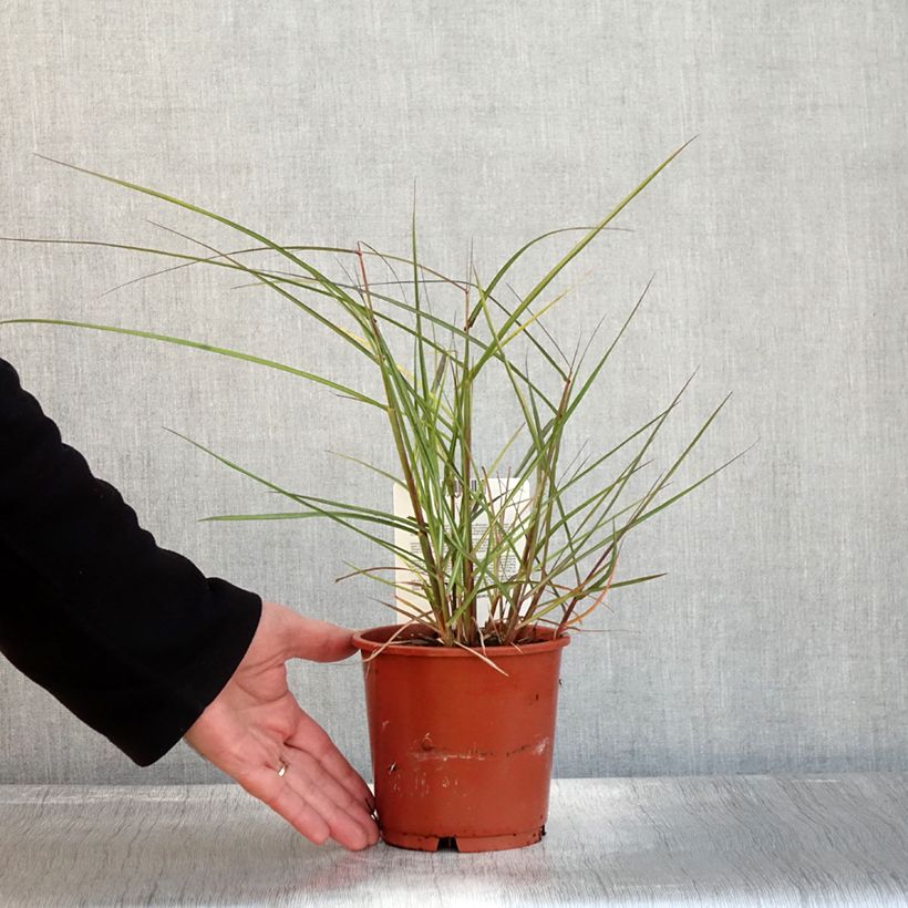 Example of Miscanthus sinensis Aperitiv (Aperitif) - Roseau de Chine Pot de 1L/1,5L as you get in automne