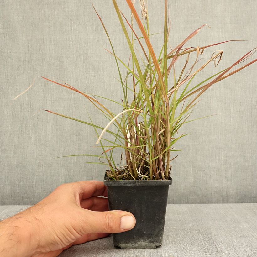 Example of Miscanthus sinensis Aperitiv (Aperitif) - Roseau de Chine Godet de 8/9 cm as you get in ete