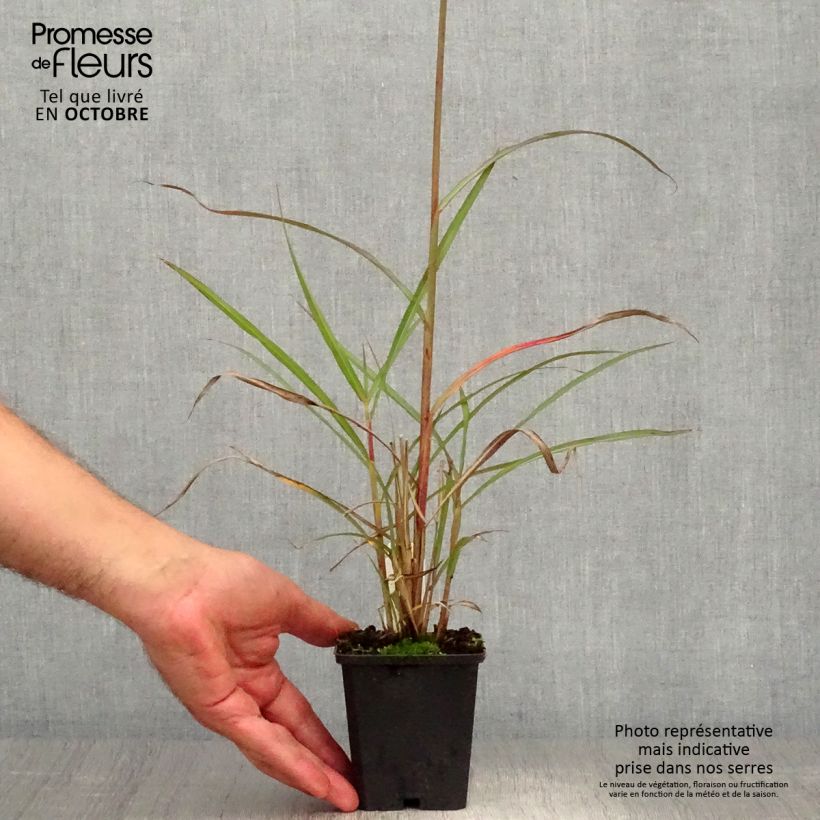 Example of Miscanthus sinensis Boucle - Roseau de Chine Pot de 1,5L/2L as you get in automne