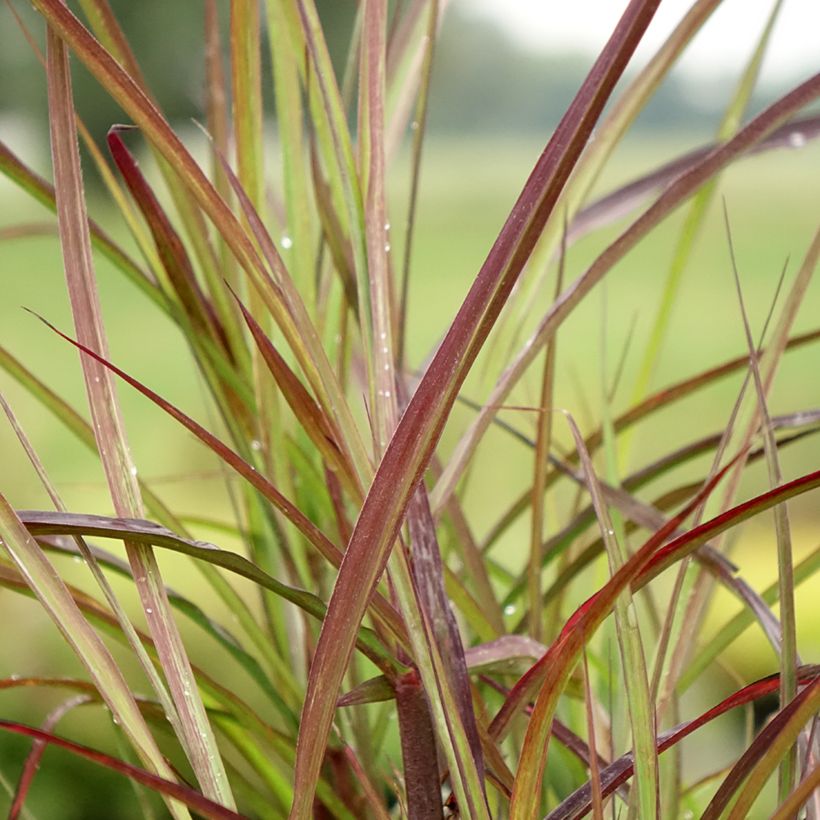 Miscanthus sinensis Boucle - Roseau de Chine (Foliage)
