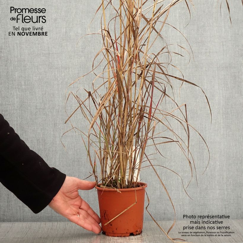 Example of Miscanthus sinensis China - Eulalie - Roseau de Chine Pot de 1L/1,5L as you get in automne