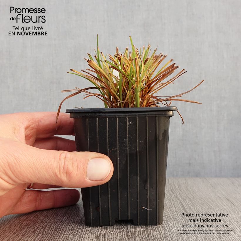 Example of Miscanthus sinensis Cute One - Roseau de Chine nain. Godet de 8/9 cm as you get in automne