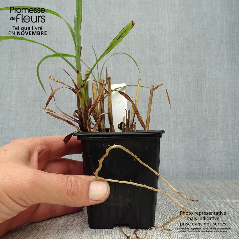Example of Miscanthus sinensis Emmanuel Lepage - Roseau de Chine Godet de 8/9 cm as you get in automne